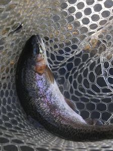 Penns Creek Fishing for Rainbow Trout